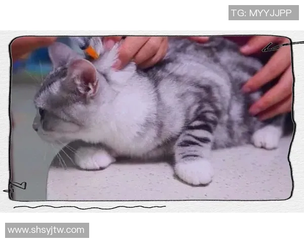 实时新闻排球新手必看快速掌握基本技巧与战术的全面指南 实时新闻排球新手必看快速掌握基本技巧与战术的全面指南